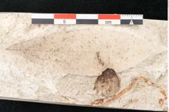 Foto (Detailansicht) von Cinnamomum polymorphum Braun (NHMW-GEO-2024-0188-8195a)